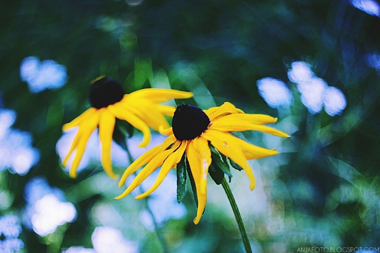 rudbekia, kwiaty, fotografia kwiatów, canon 50mm 1.4, bokeh, bokeh photography