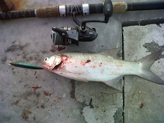 ikan target pasiran-ikan surung ikan traget pasiran- ikan surung