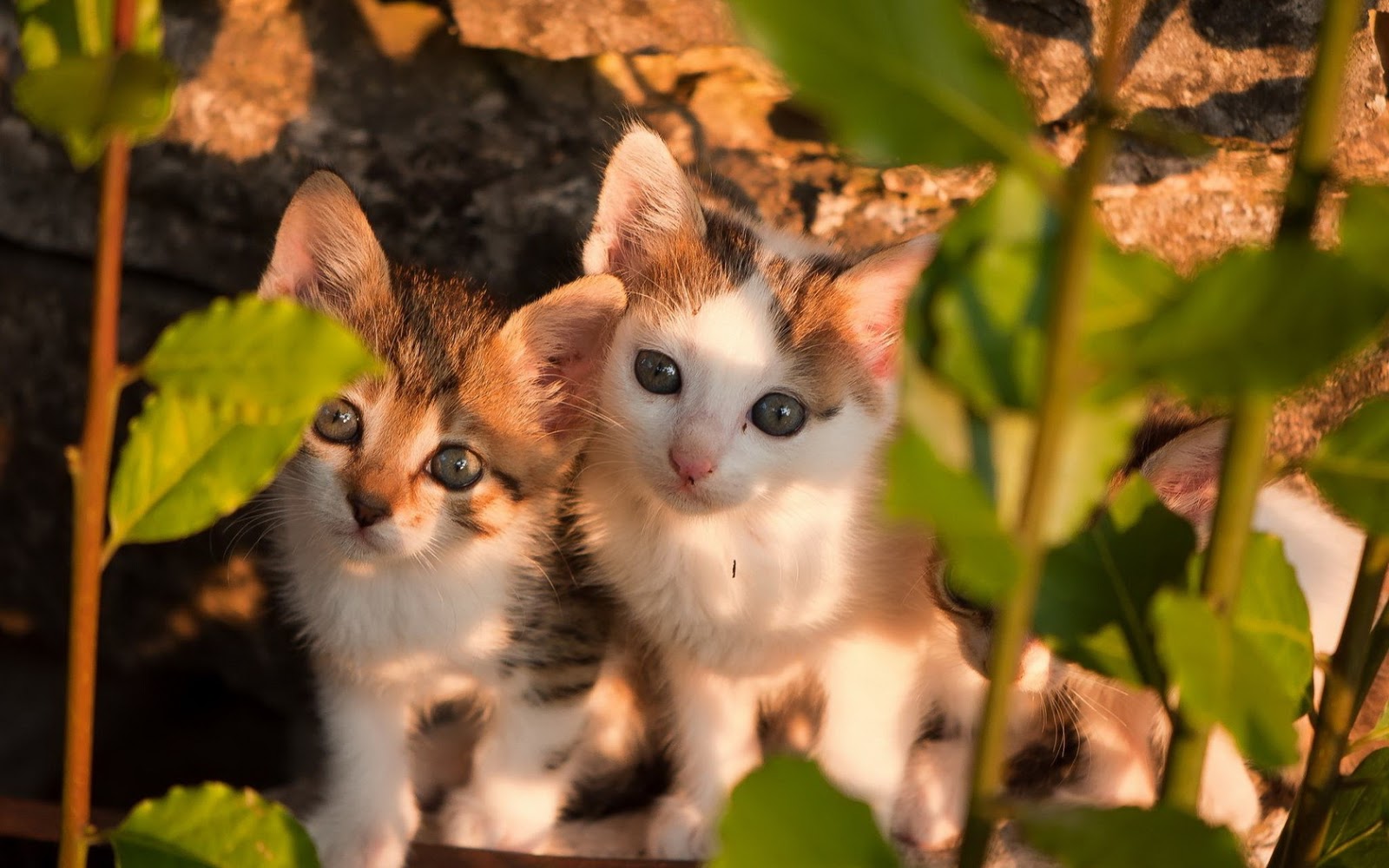 HD Wallpapers and Backgrounds of animals and pets: Foxes, Horses, Tiger, Dogs, Cats, Squirrels, Rabits and Others