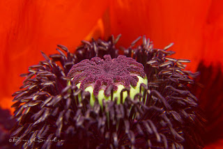 Samenkapsel der Mohnblume