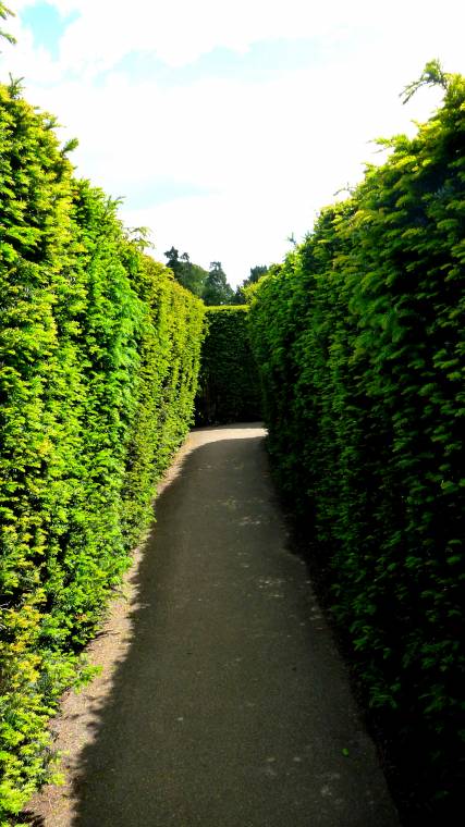 Hampton Court Palace: The Maze