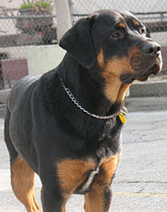 Apollo the Rottweiler Apollo the Rottweiler