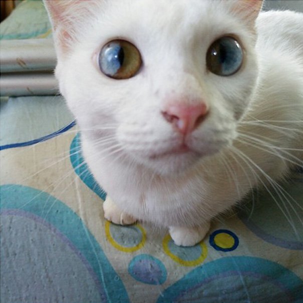 Τα μάτια αυτής της γάτας έχουν ένα εσωτερικό σύμπαν (Φώτο)