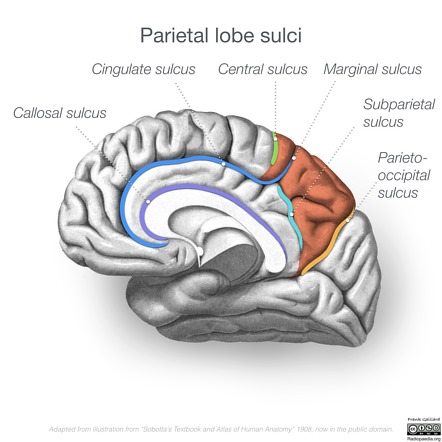 Radiology Diagrams