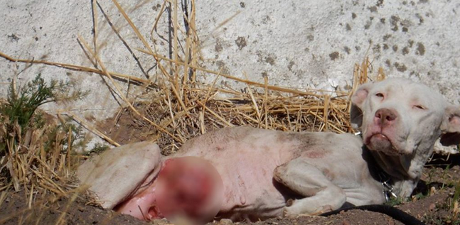  Μυτιλήνη: Άντρας απο αυτούς  τους επιλεκτικά “φιλόζωους”  παράτησε το ετοιμοθάνατο και πληγωμένο σκυλί του στο δρόμο και έφαγε πρόστιμο