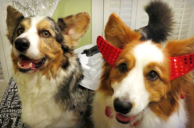 The Divine Canine Pet Hotel Llc The Divine Canine Pet Hotel Llc