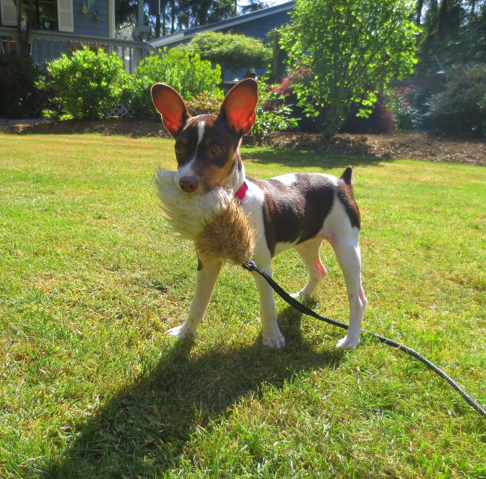 my-dog-blog-does-kia-have-the-rattie-off-switch