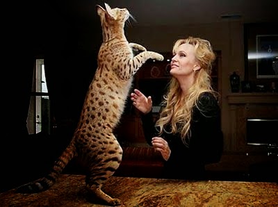 Kucing Termahal di Dunia Kucing Ashera Dijual 1 Miliar