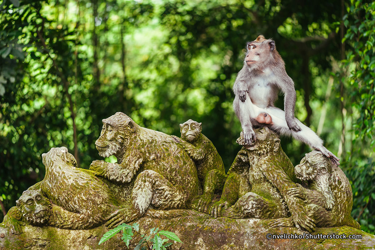 Wisata Hutan Monyet Ubud Bali Indonesia Itu Luas Dan Indah Wisata Hutan Monyet Ubud Bali Indonesia Itu Luas Dan Indah