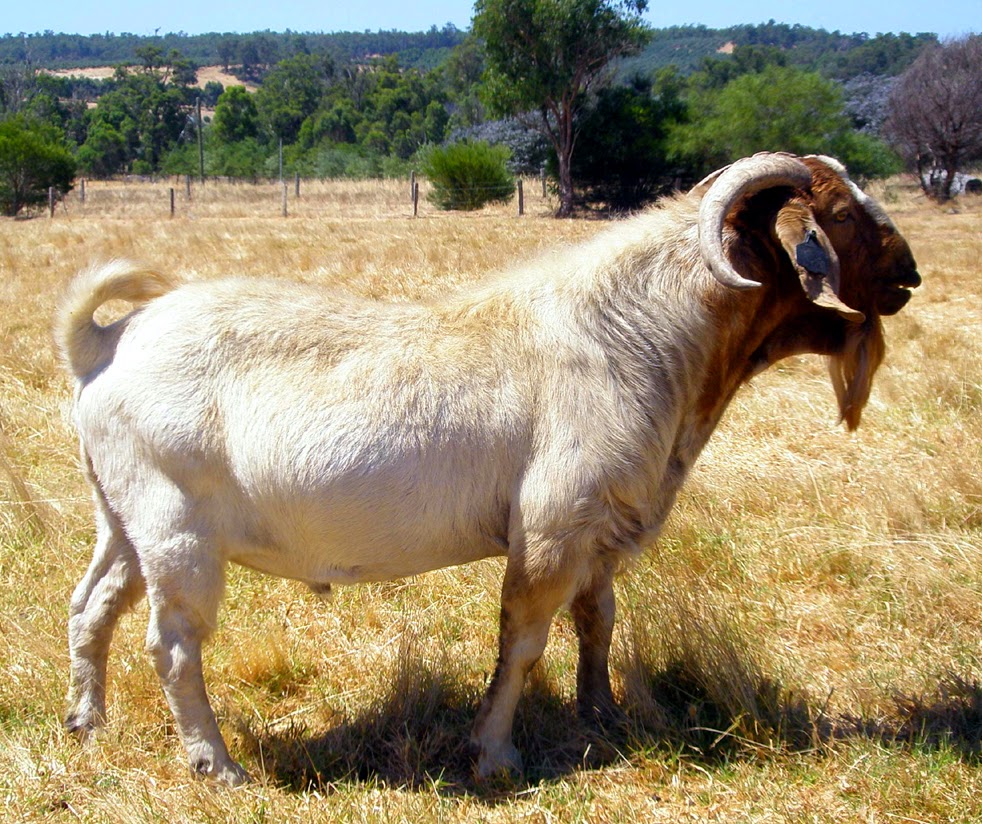 tambookie boer goats: WHERE WE ARE TODAY
