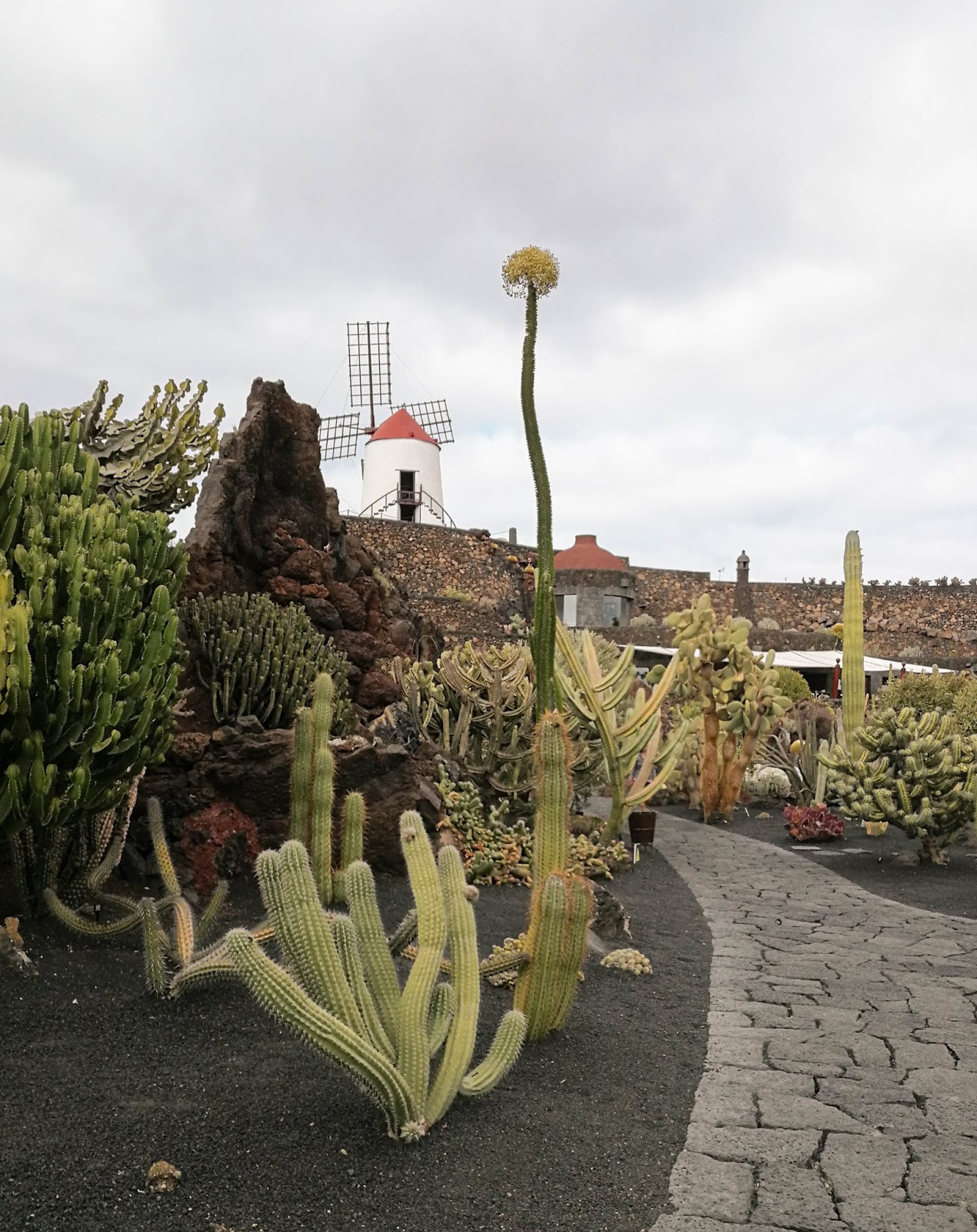 Lanzarote, Kanariansaaret, Canary Islands, Espanja, Espanja, Kaktuspuutarha, Jardin de Cactus