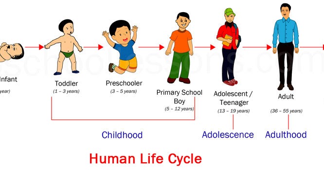 Exploring the Fascinating Human Life Cycle