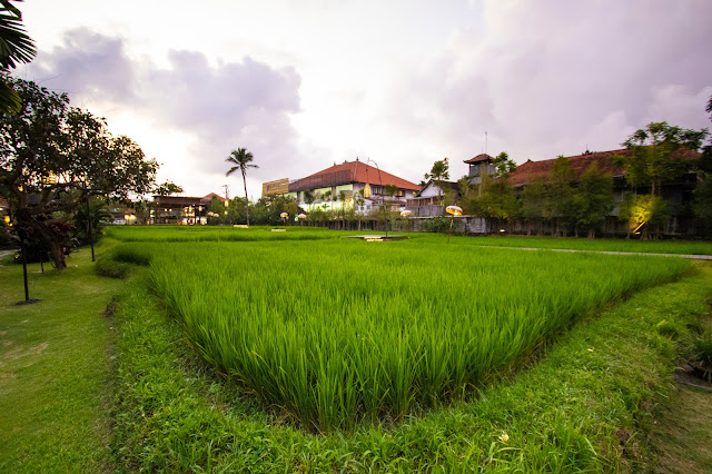 Alaya Ubud resort-Bali