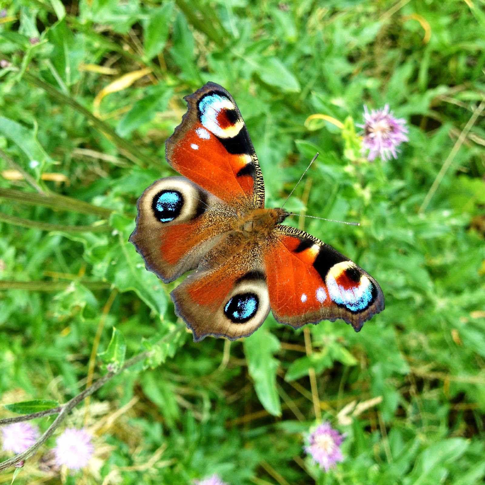 Chop Wood Carry Water Plant Seeds This might be the last Butterfly in Denmark