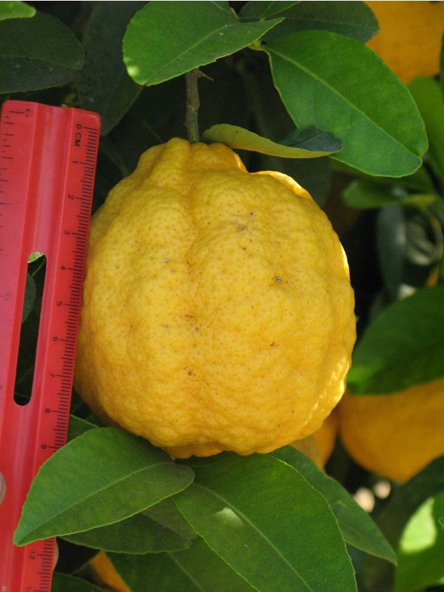 Xtremehorticulture of the Desert Lemon Not Meyers, Remove Fruit?