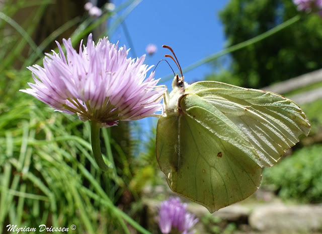 papillon Citron sur fleur de ciboulette