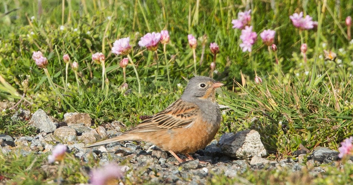 Bardsey's Wildlife General Observatory Assistants' Job Specification