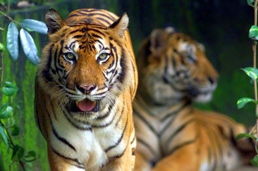 Tigers confirmed as six subspecies, and that is a big deal for conservation  - Connecting Research