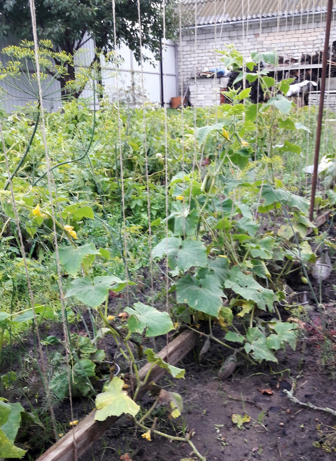 выращивание огурцов на стеллажах