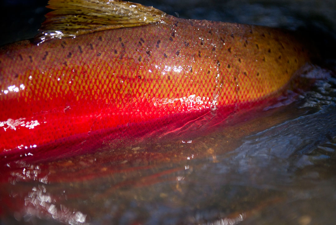 Robin Loznak Photography Spawning wild Oregon coho salmon