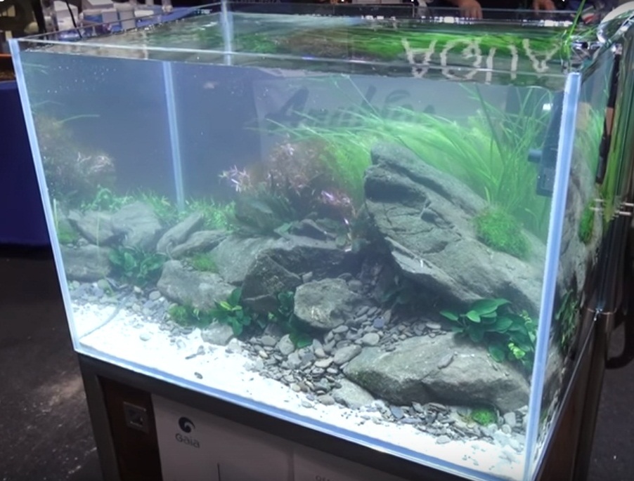 Contoh Gambar Aquascape Dan Jenis Tanaman Alam Ikan