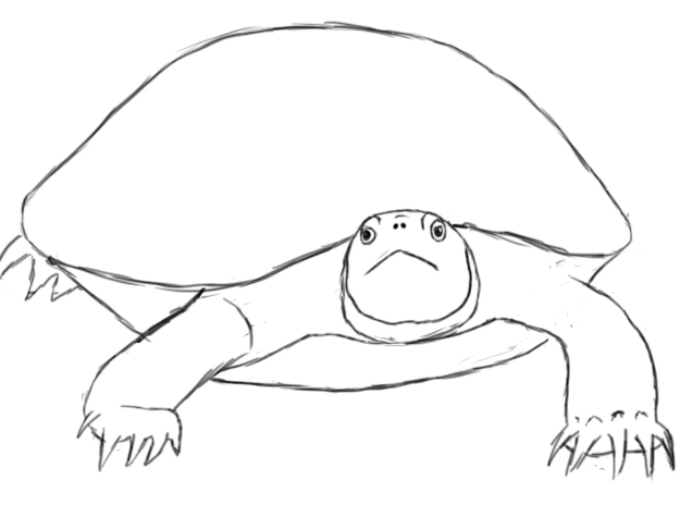 How To Draw A Turtle - Draw Central