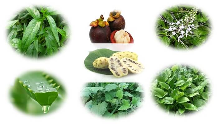 obat-obatan herbal untuk penyakit diabetes basah