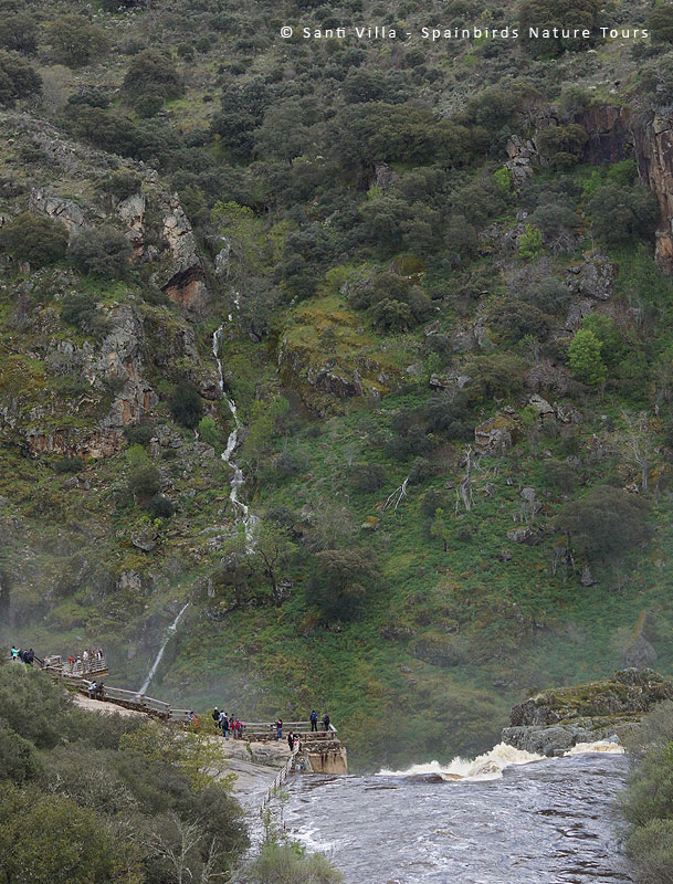 El Herrerillo: Entrevista a Santi Villa, director de Spainbirds