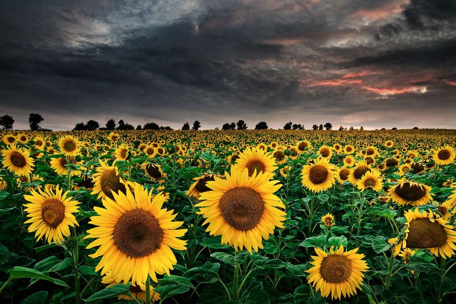 5. Sunflowers of the Storm by Michael Breitung