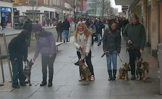 Puppies sat and waiting with puppy walkers in Exeter hight street