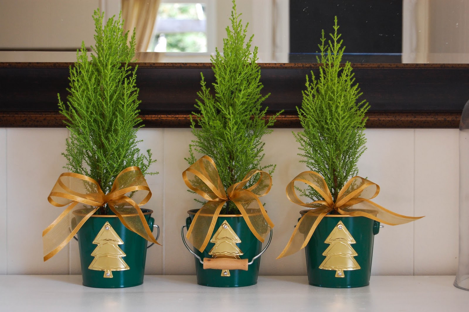 . Christmas Lemon Cypress