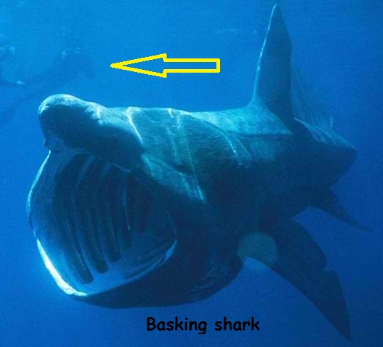 gambar hiu terbesar no 2 didunia