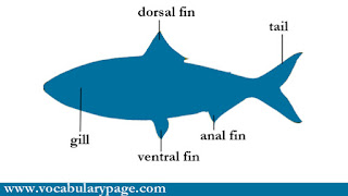 Parts of a fish Parts of a fish