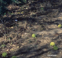 Osage-orange fruits Osage-orange fruits