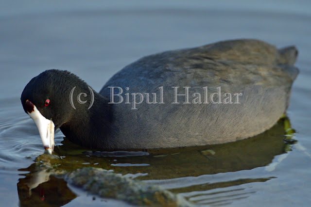 An American Coot Playing on Water An American Coot Playing on Water