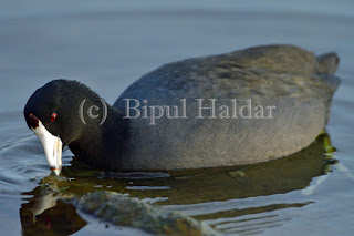 An American Coot Playing on Water