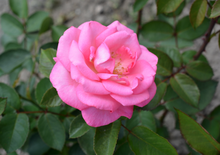 Duni's Studio: Daytrip Part Two { Rosendorf }