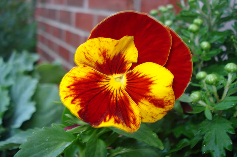 The Home Daybook Fall Flowers.....You Can Grow That!