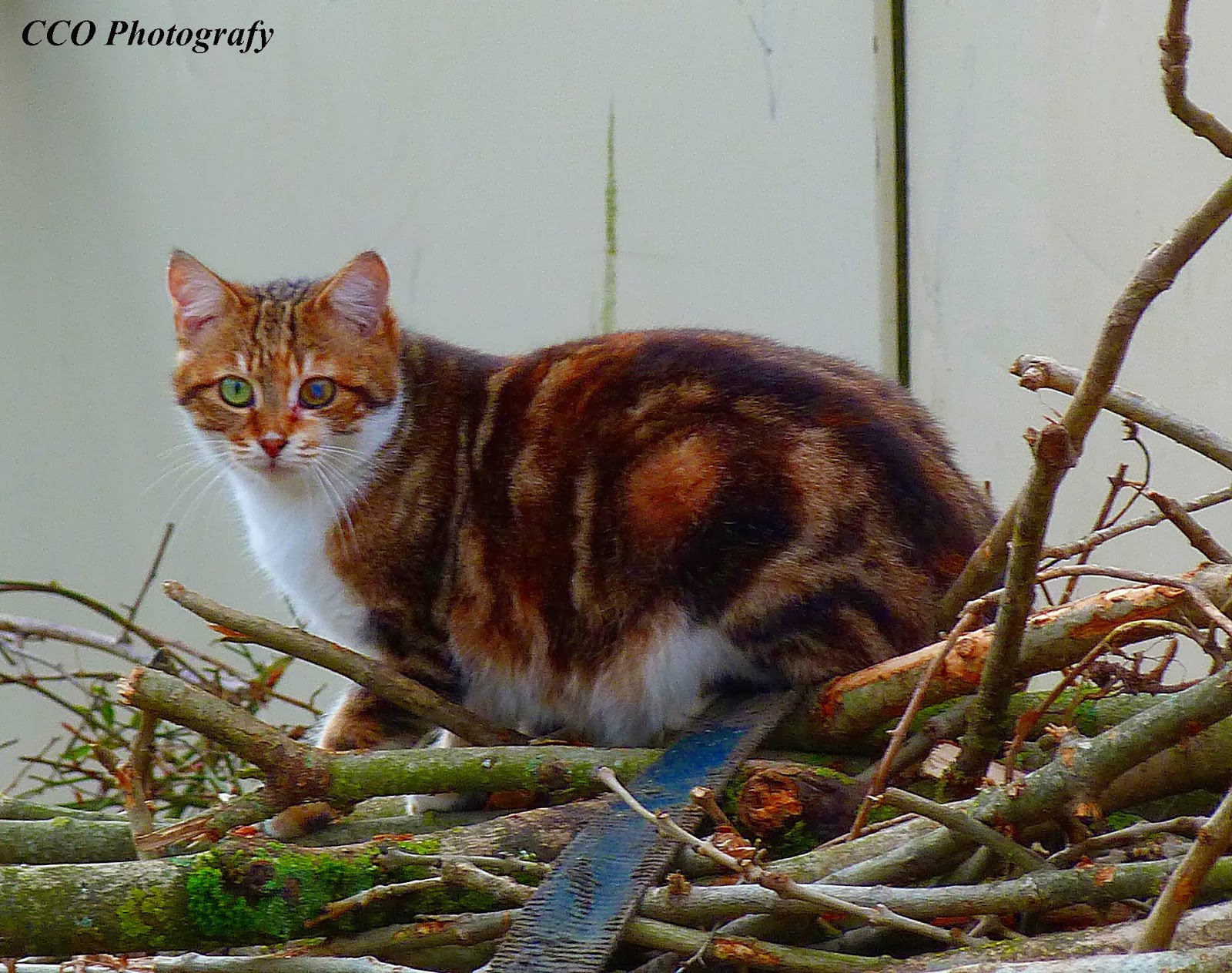 Les photos de Christelle De jolis minous