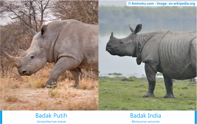 Perbedaan badak putih dan badak india Perbedaan badak putih dan badak india