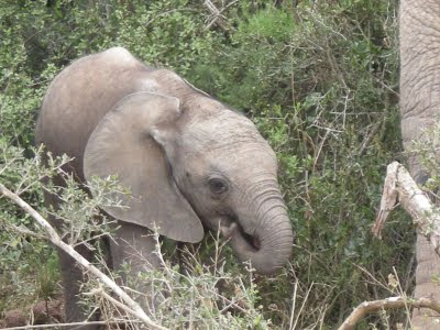 baby elephant, Kruger National Park, South Africa, safari