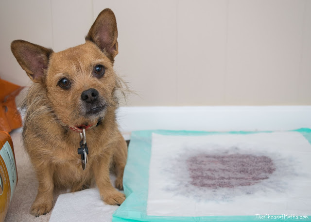 WizSmart Dog Pad Absorbency and Wicking area test