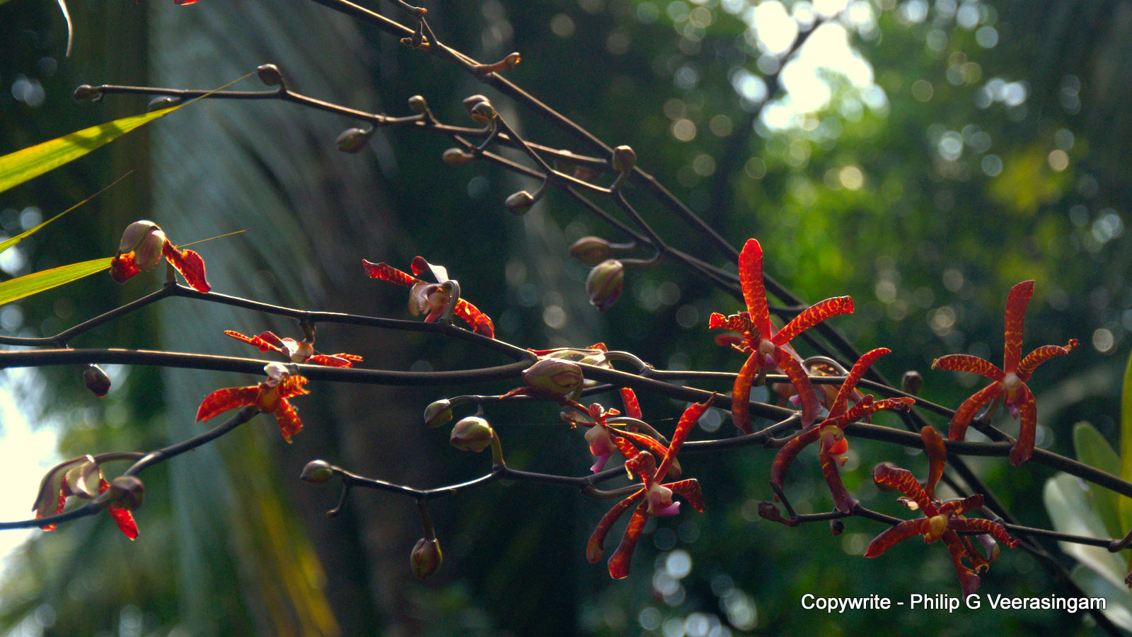 philipveerasingam Scorpion orchid flowers, Avissawella, Sri Lanka.