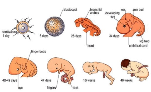 Pertumbuhan Dan Perkembangan Manusia, Human Growth And Development