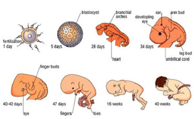 Tahap embrionik pada Manusia sebelum kelahiran - berbagaireviews.co