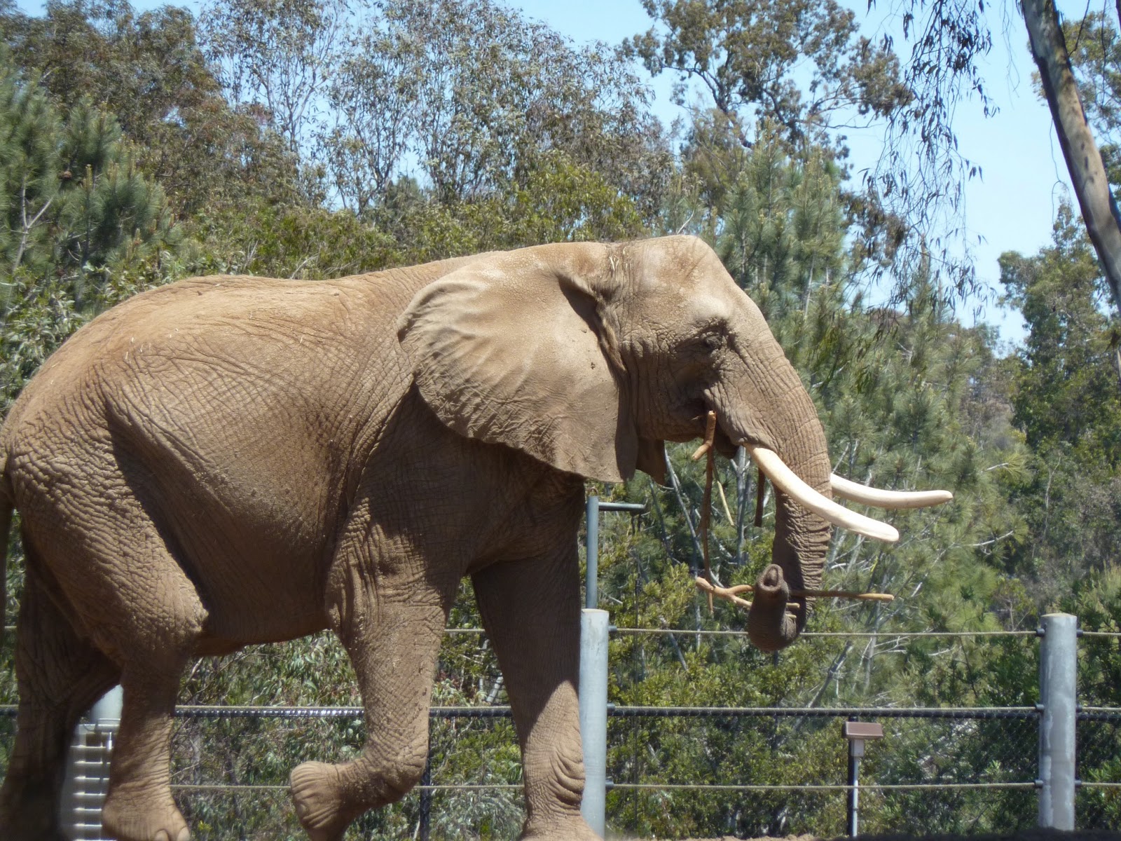 Just Breathe SAN DIEGO ZOO SUNDAYS IN MY CITY