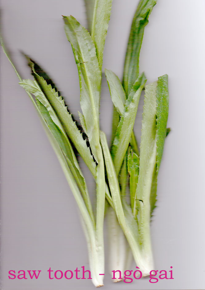 Basic Vietnamese Herbs In My Kitchen (&amp; Chilli) Uyen Luu