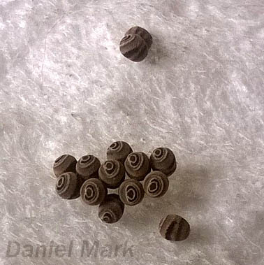 Insetologia Identificacao De Insetos Ovos De Maria Fedida Pellaea Em Sao Paulo