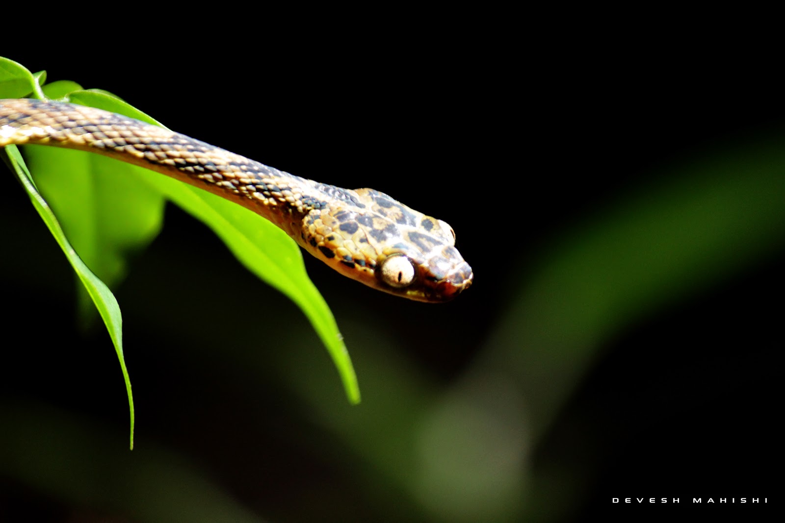 bronze tree snake karnataka, biodiversity western ghats
