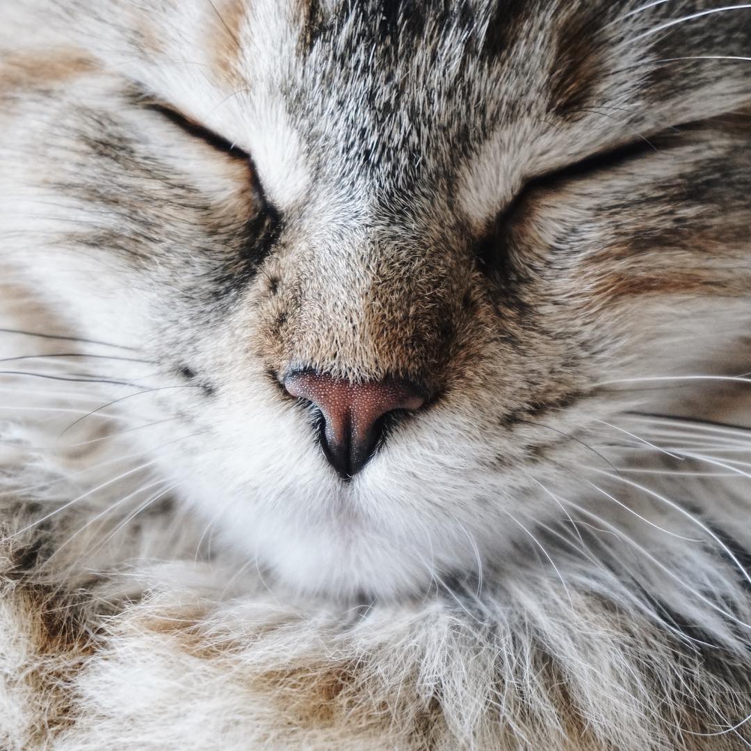 jak nauczyć kota korzystać z toalety potty training, cat, cat toilet, blog lifestyle, blog podróżniczy, kot, mainecoon